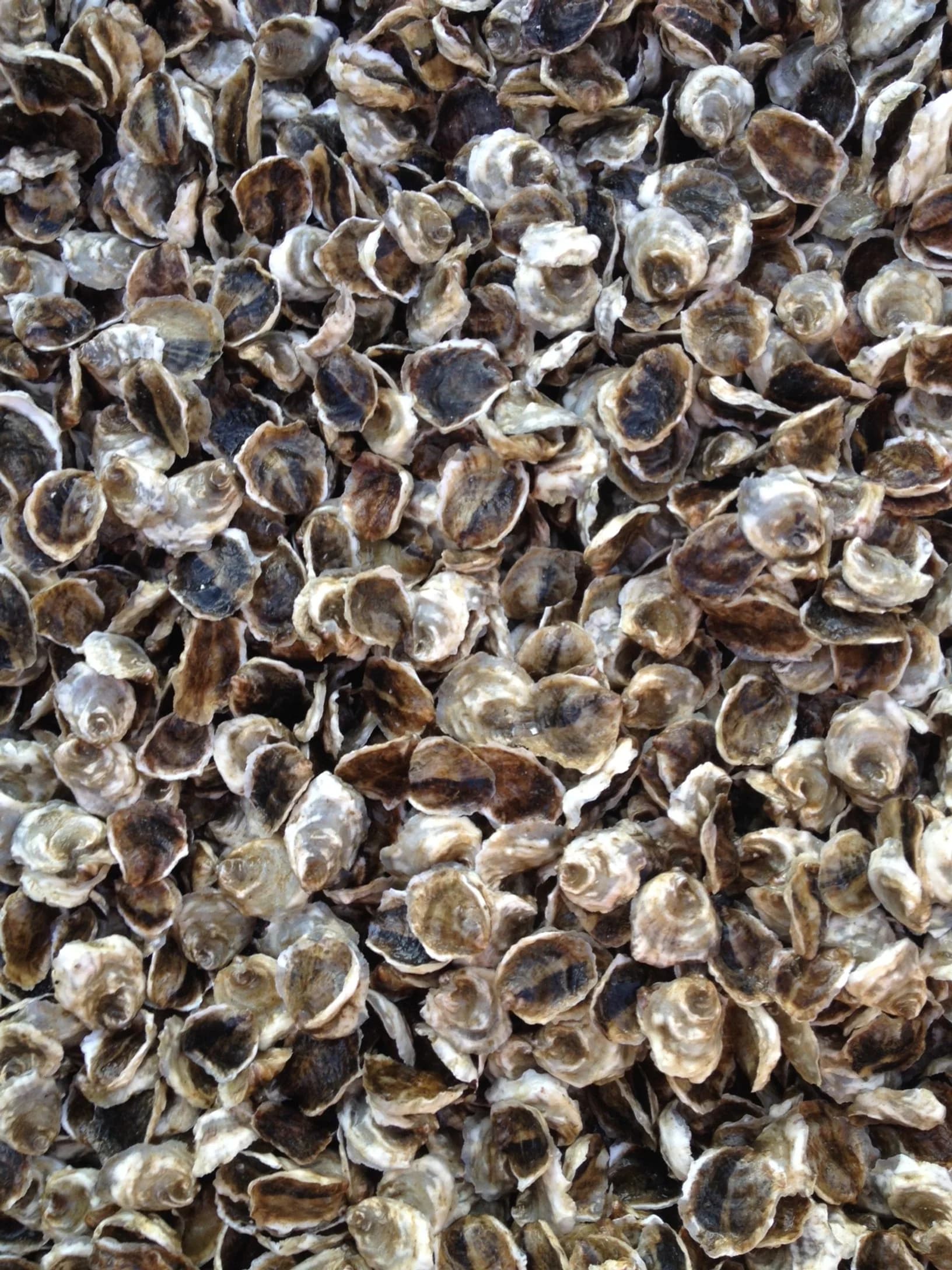 Farm-raised eastern oysters