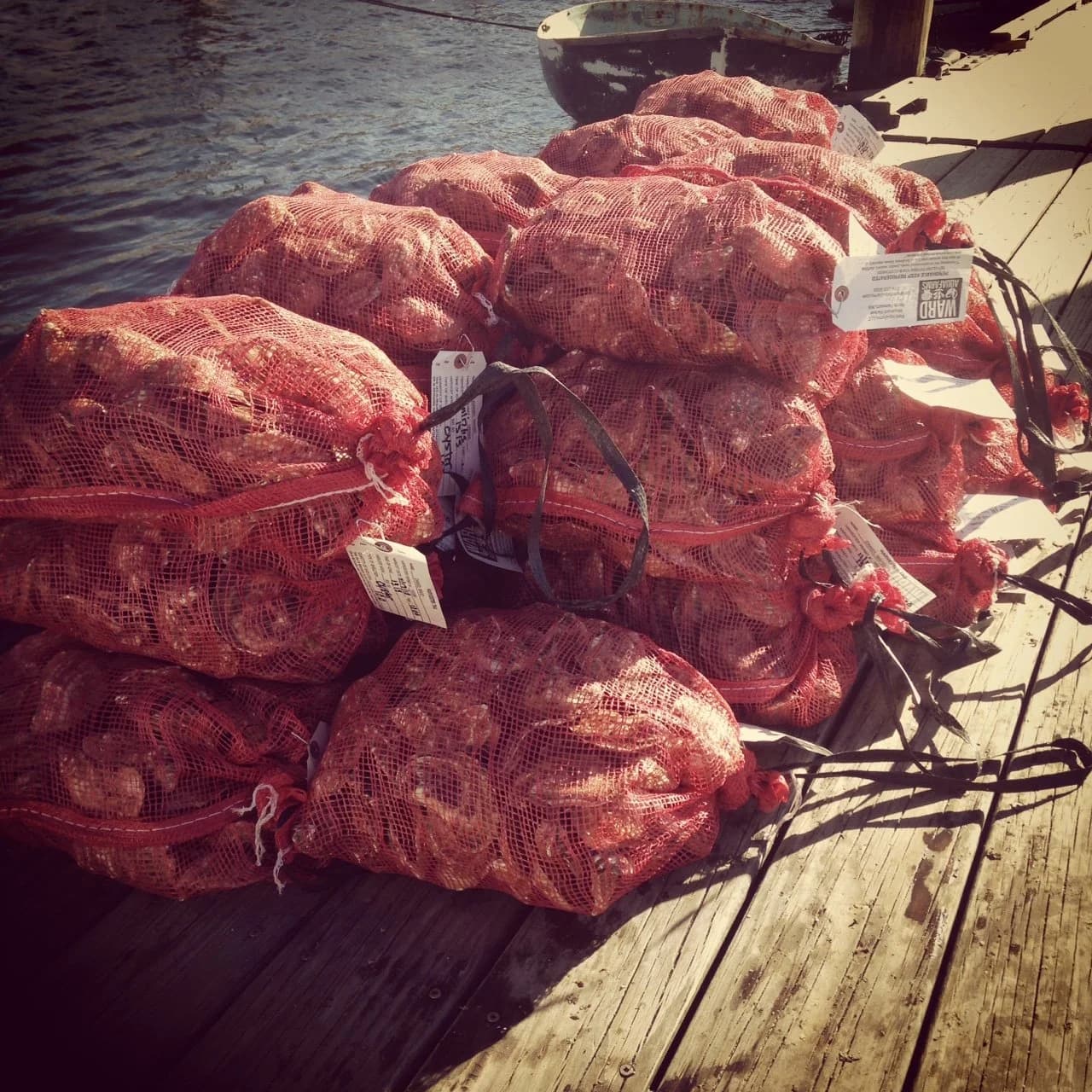 Working the shellfish grow-out gear