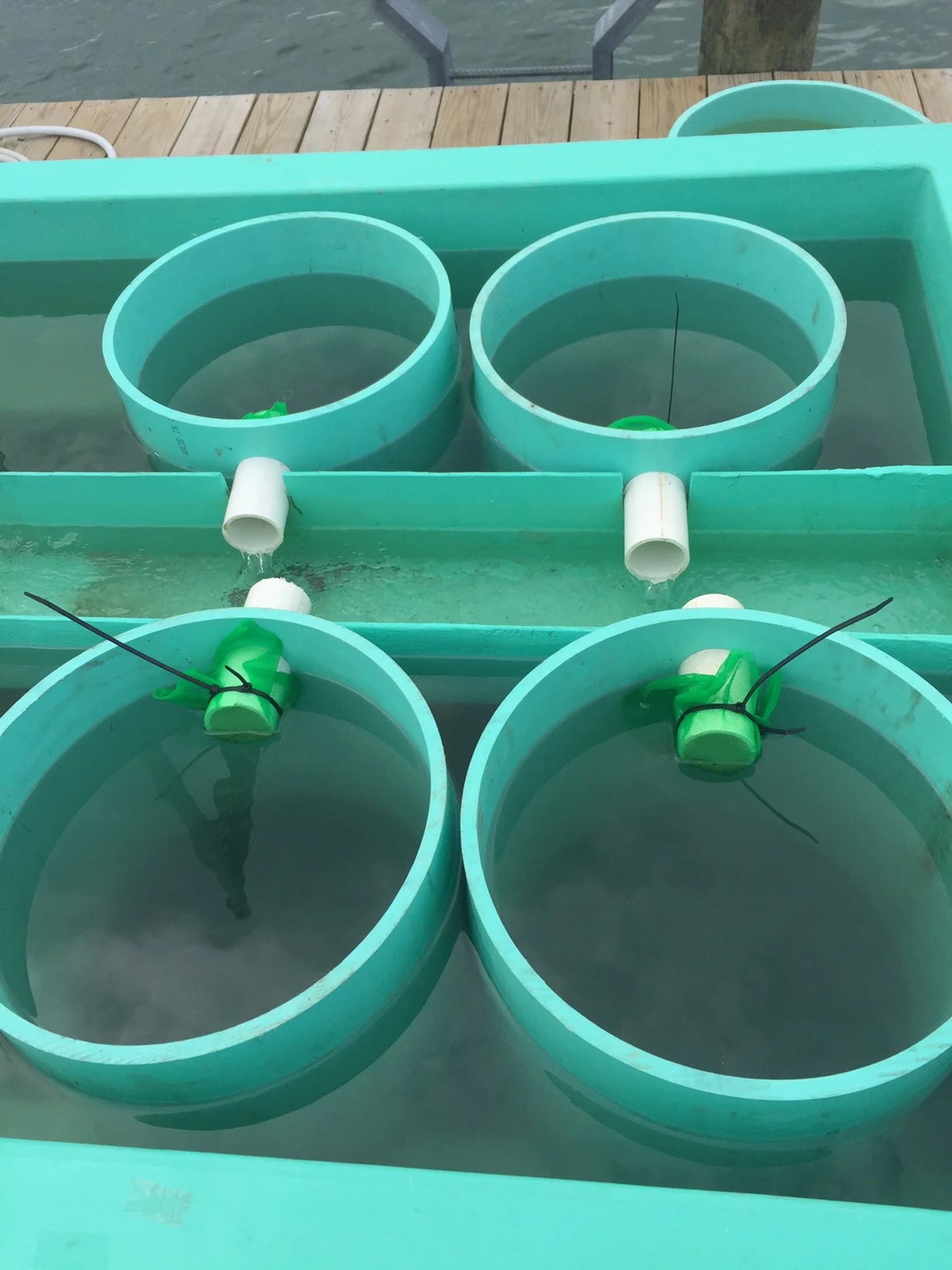 Shellfish seed production tanks