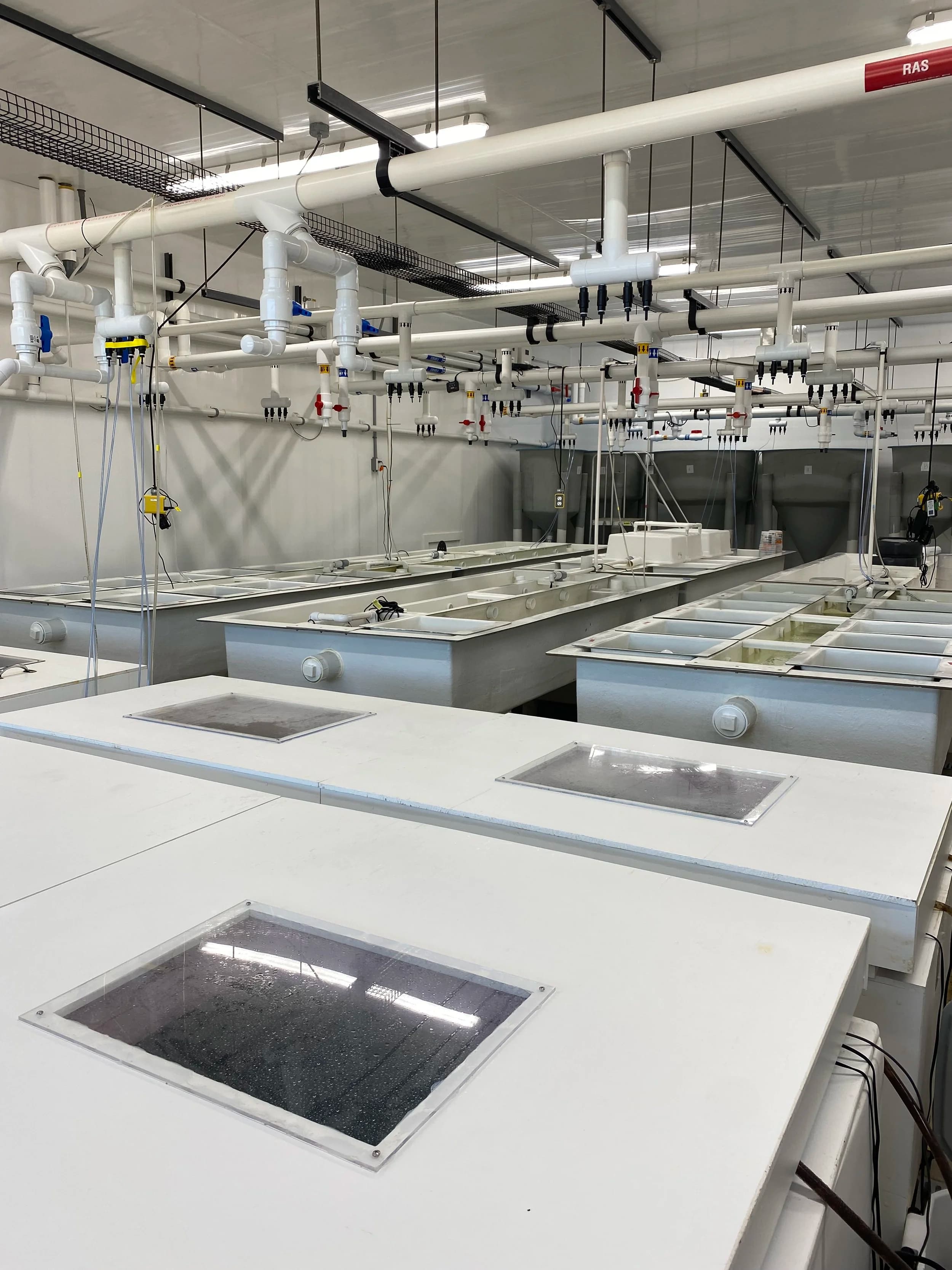 Microalgae culture at the hatchery
