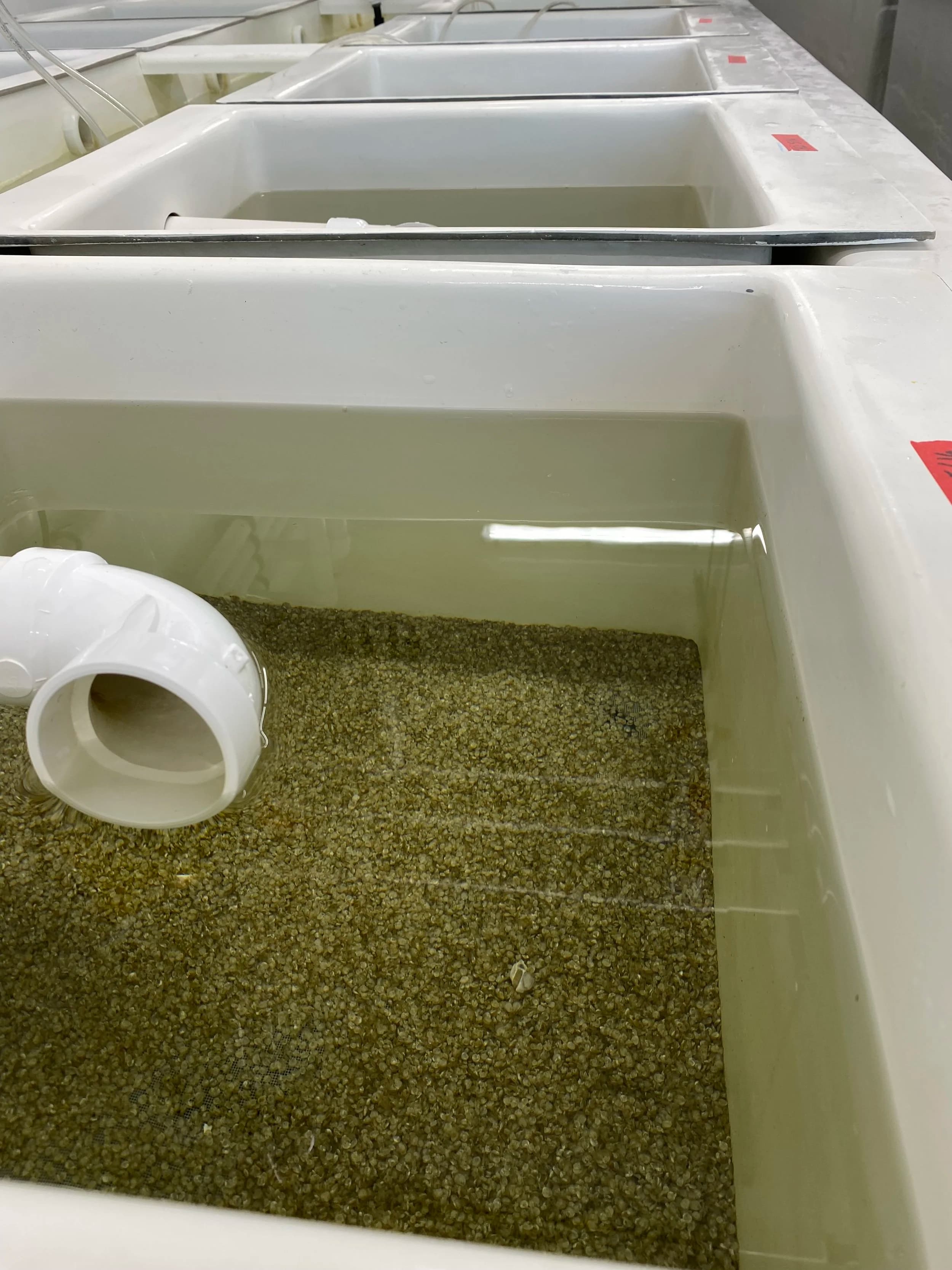 Shellfish broodstock conditioning