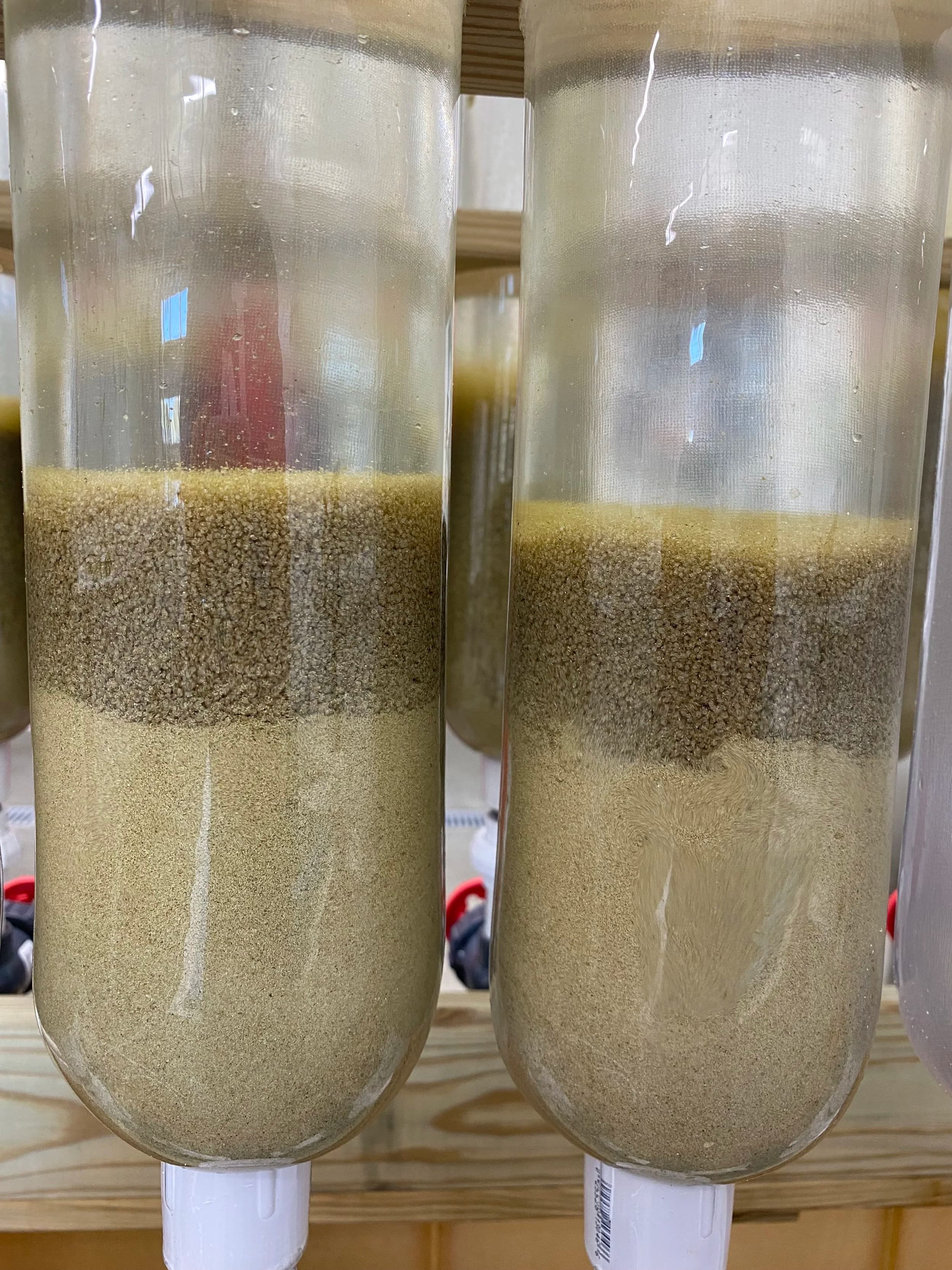 Seed shellfish ready for the nursery