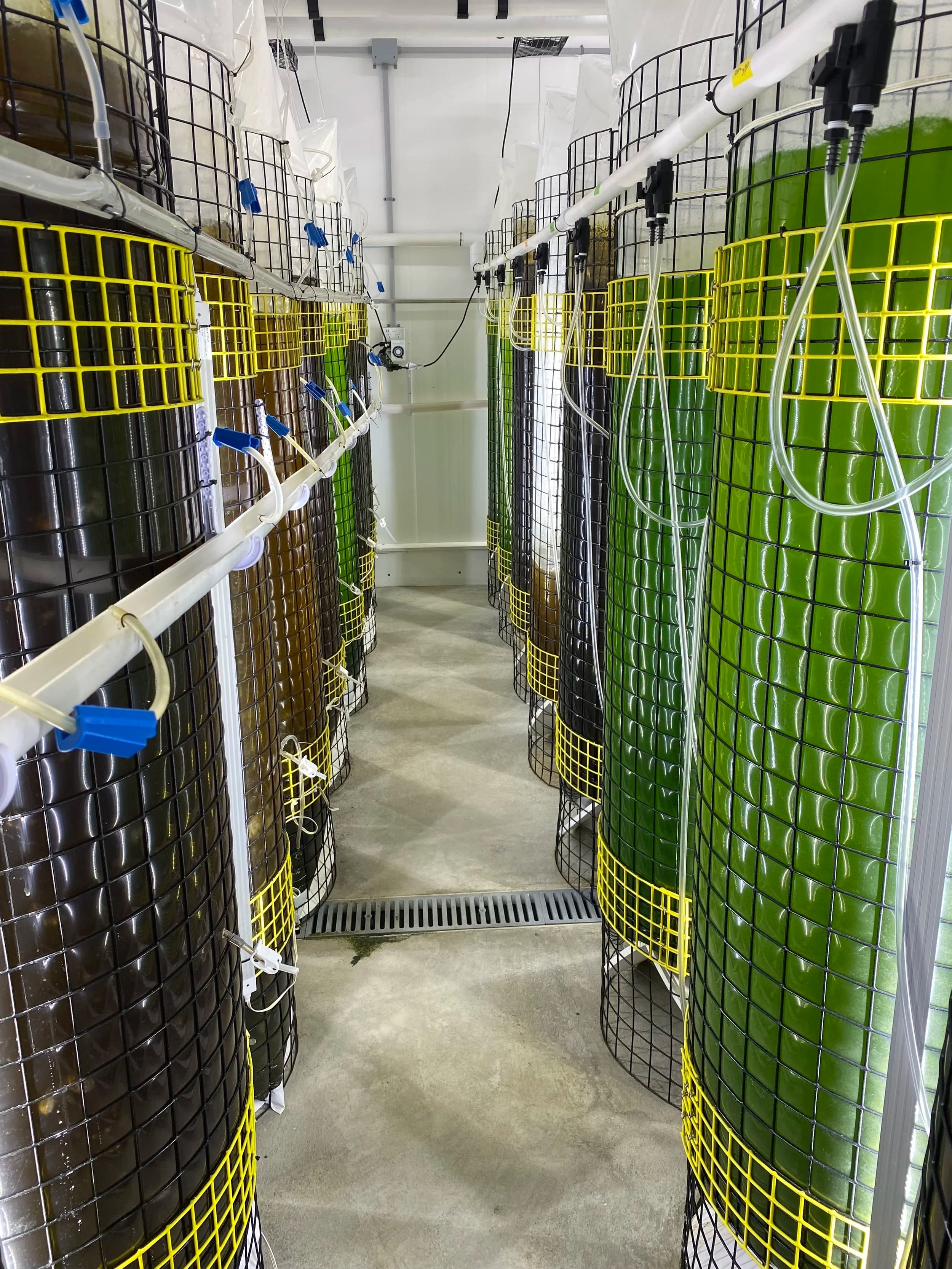 Filtered seawater systems at the hatchery