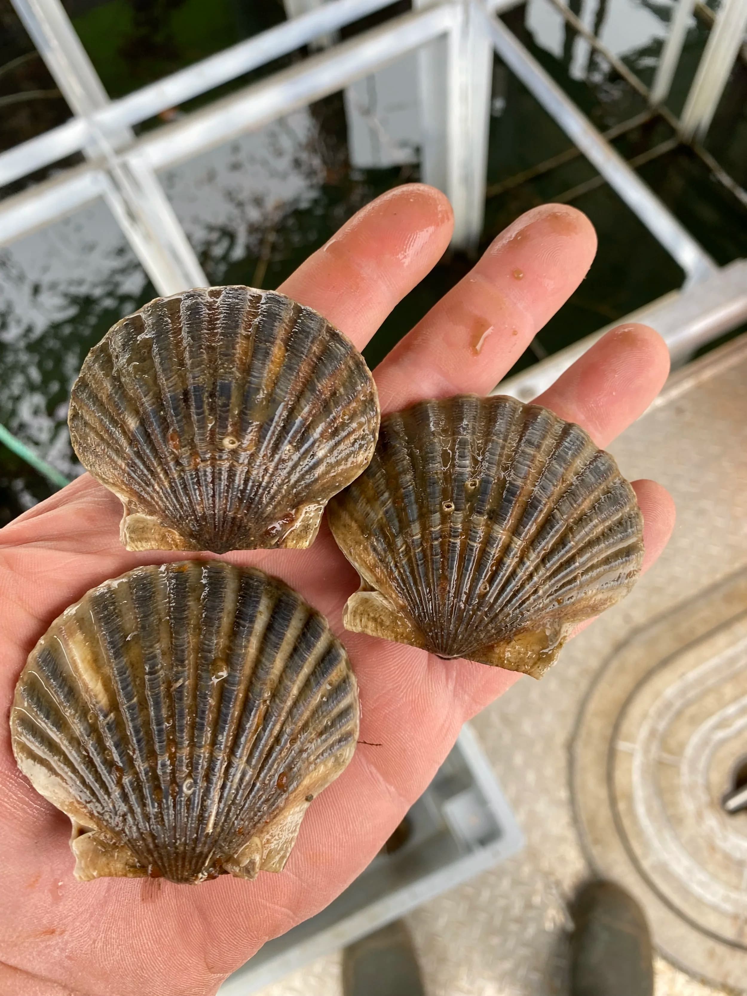 Bay scallops harvested for sale by Scallop Bay Shellfish Co